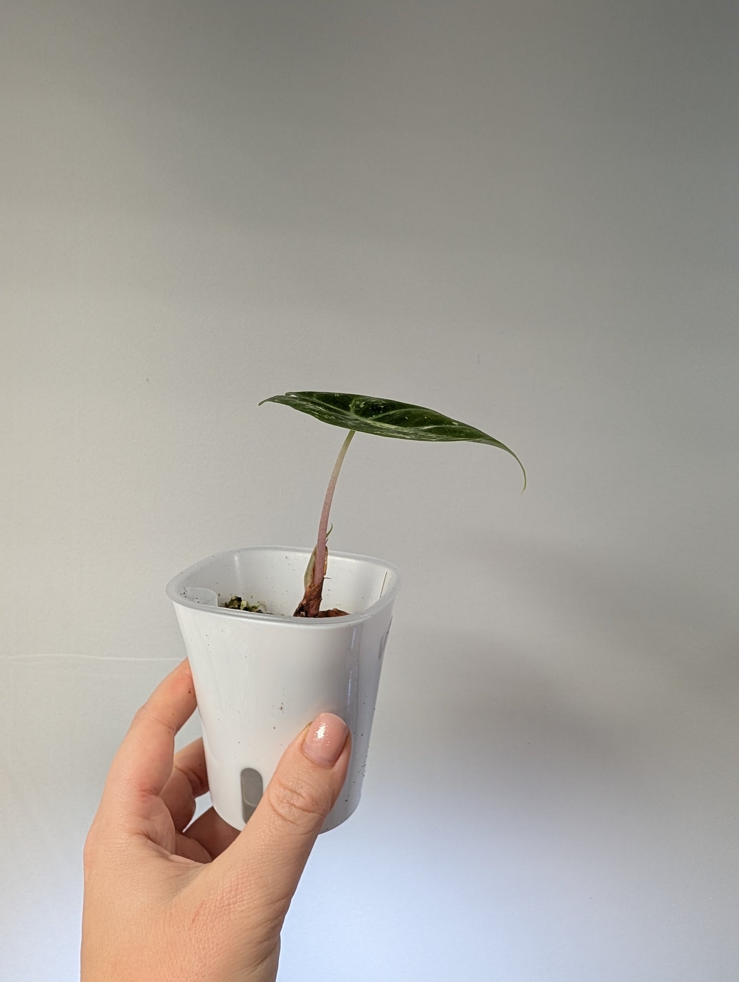 Alocasia pink dragon variegated with three corms 🌸