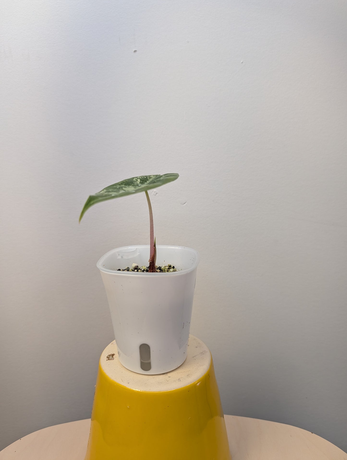 Alocasia pink dragon variegated with three corms 🌸