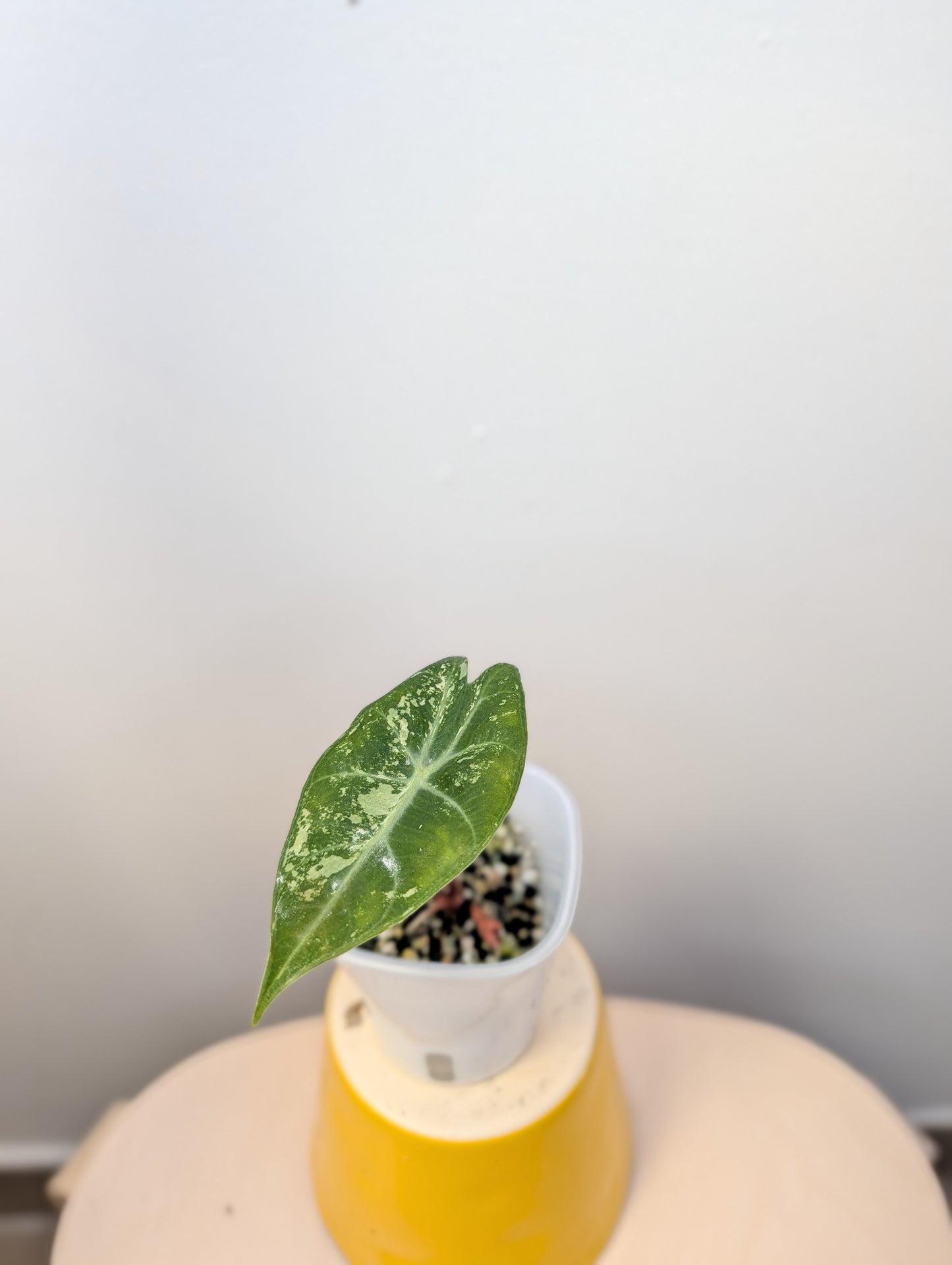 Alocasia pink dragon variegated with three corms 🌸
