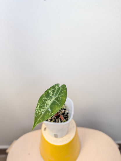 Alocasia pink dragon variegated with three corms 🌸
