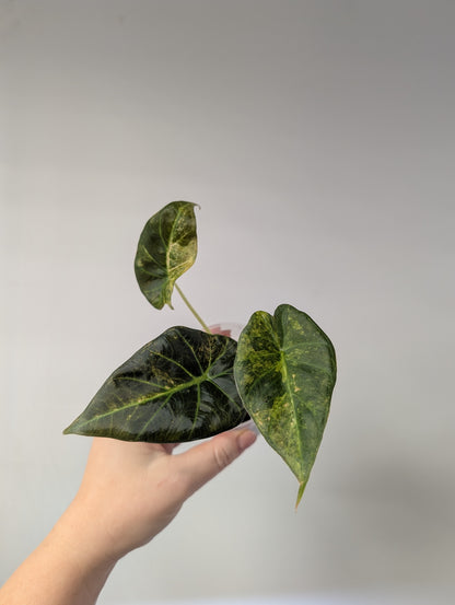 Alocasia regal shields aurea variegated