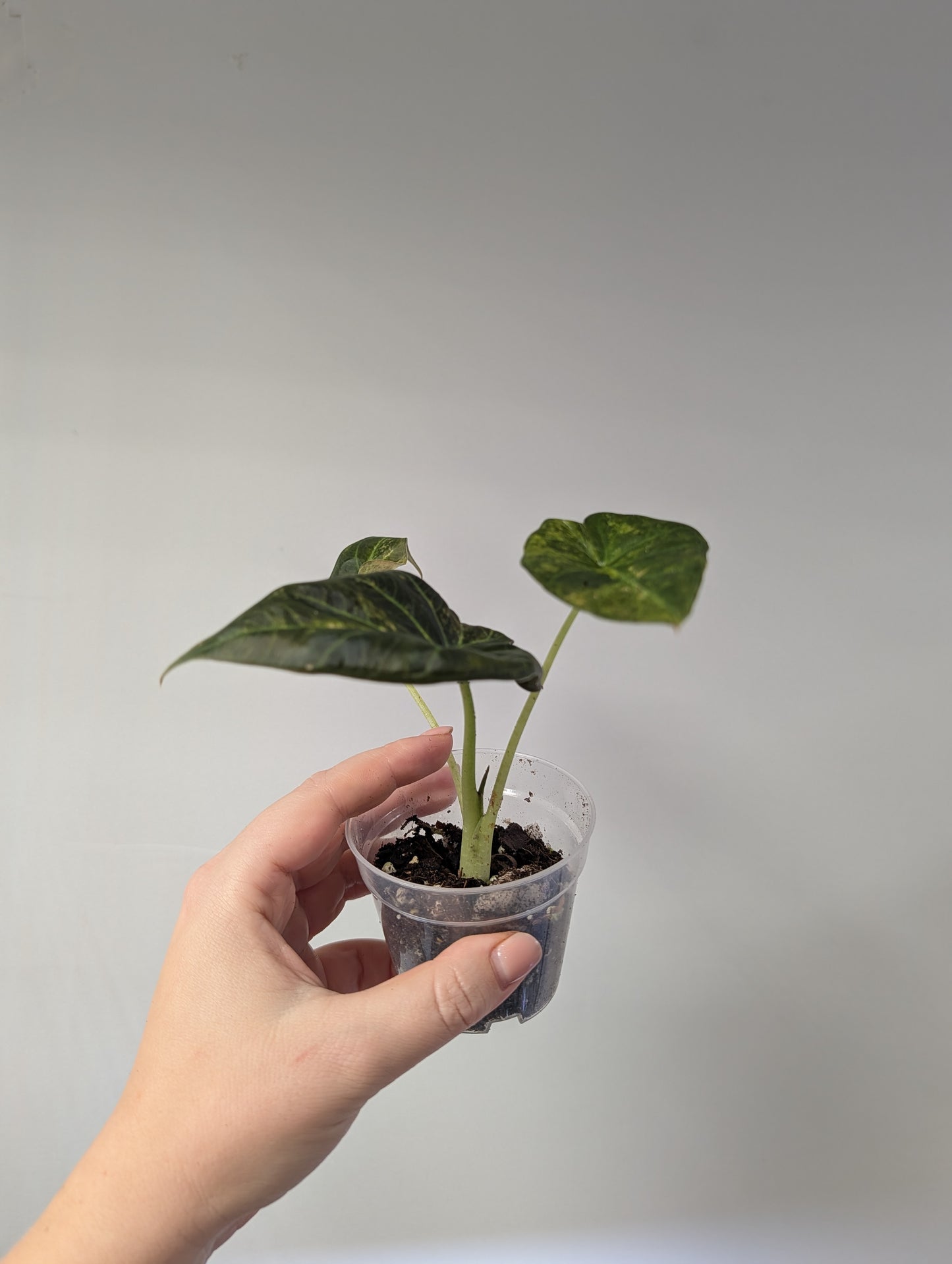 Alocasia regal shields aurea variegated