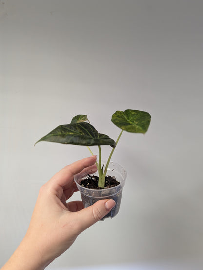 Alocasia regal shields aurea variegated