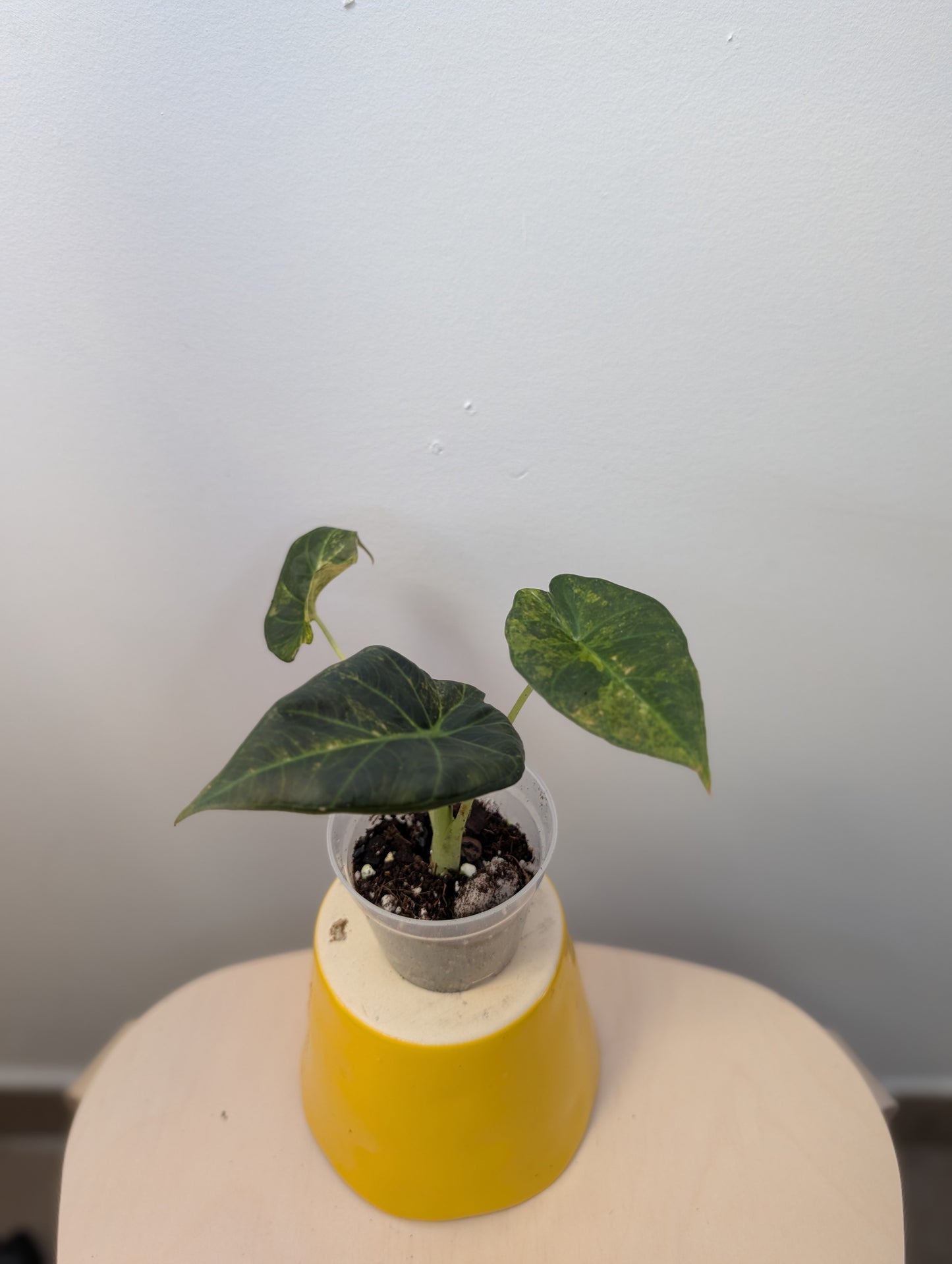 Alocasia regal shields aurea variegated