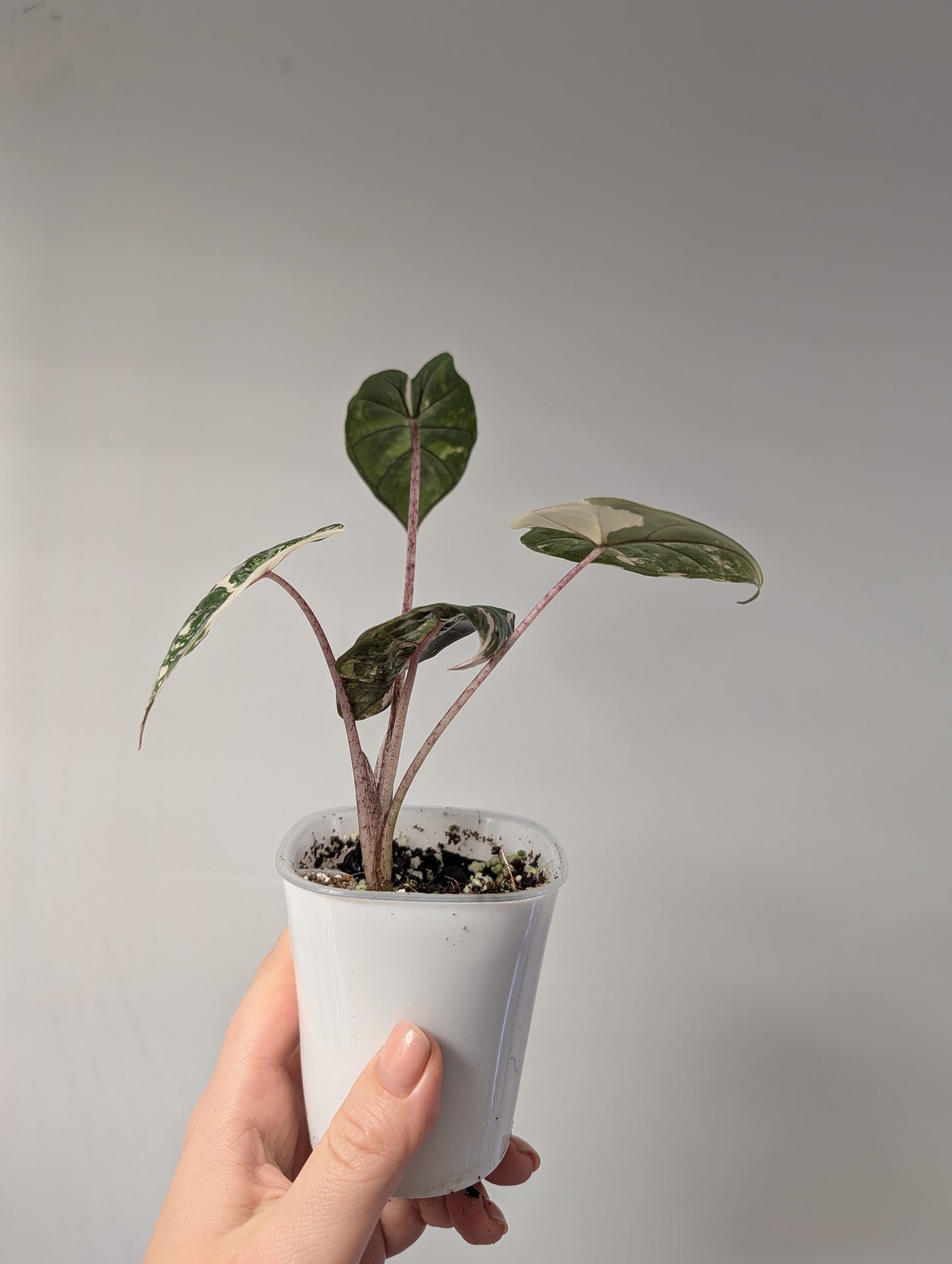 Alocasia Yucatán princess albo pink variegated 🩷🤍