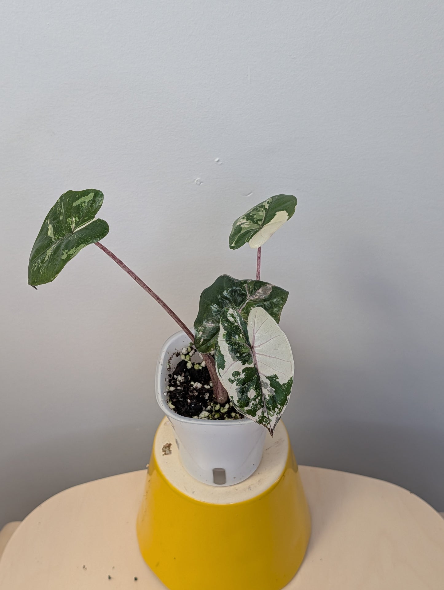 Alocasia Yucatán princess albo pink variegated 🩷🤍