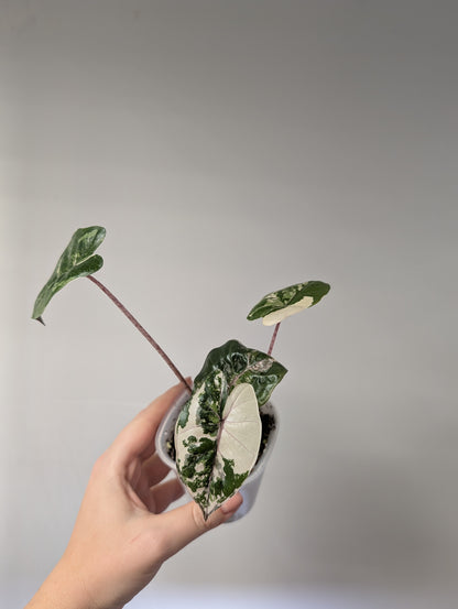 Alocasia Yucatán princess albo pink variegated 🩷🤍
