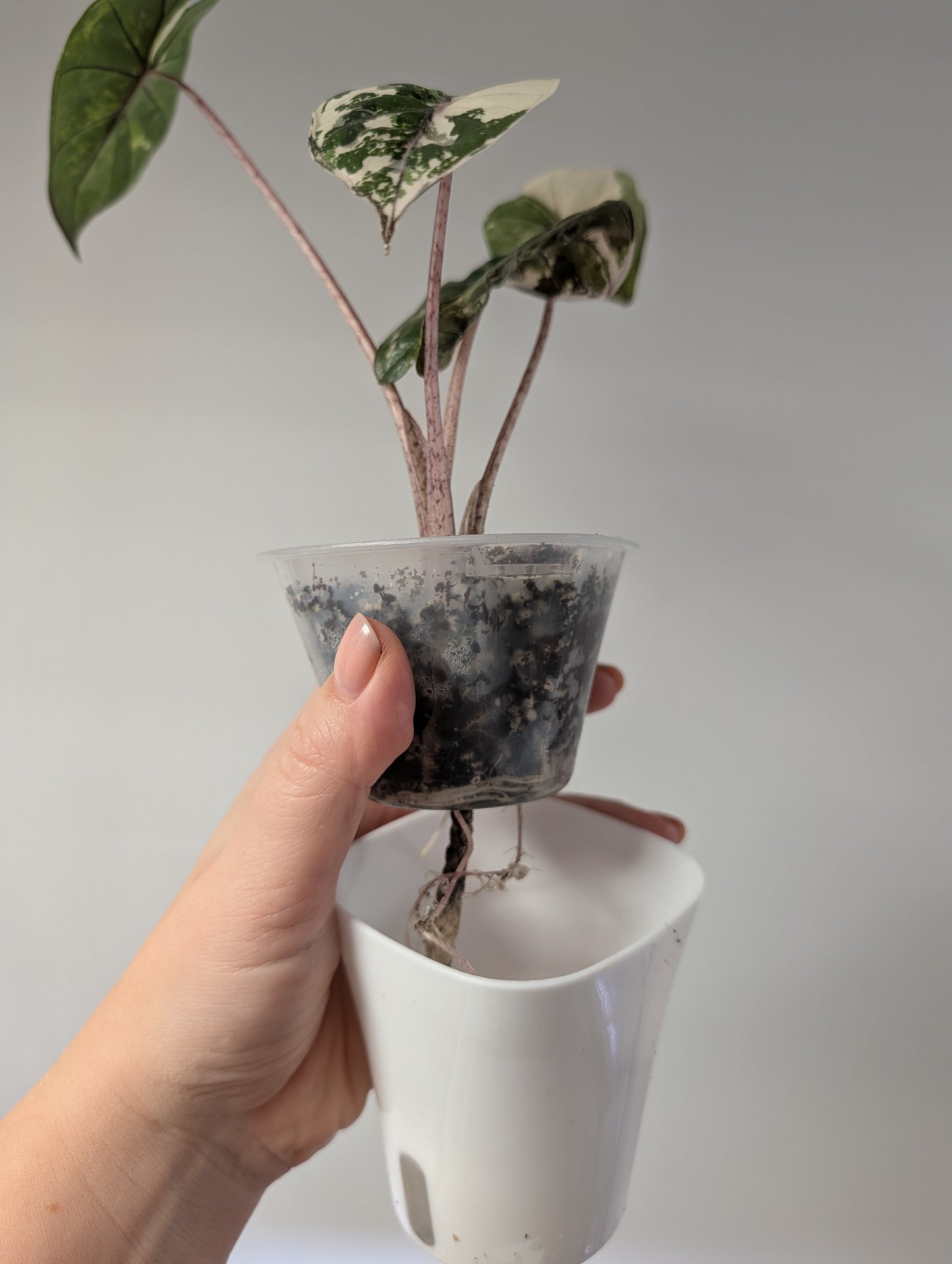 Alocasia Yucatán princess albo pink variegated 🩷🤍