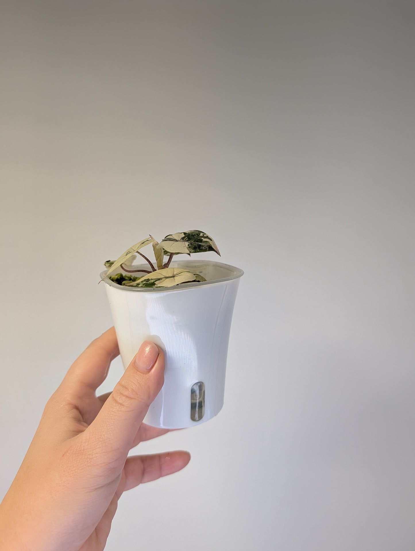 Alocasia Yucatán princess albo pink variegated 🩷🤍