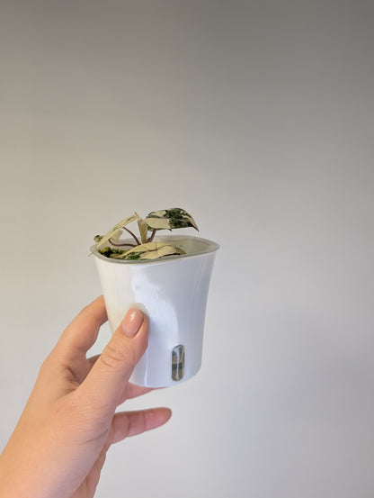 Alocasia Yucatán princess albo pink variegated 🩷🤍