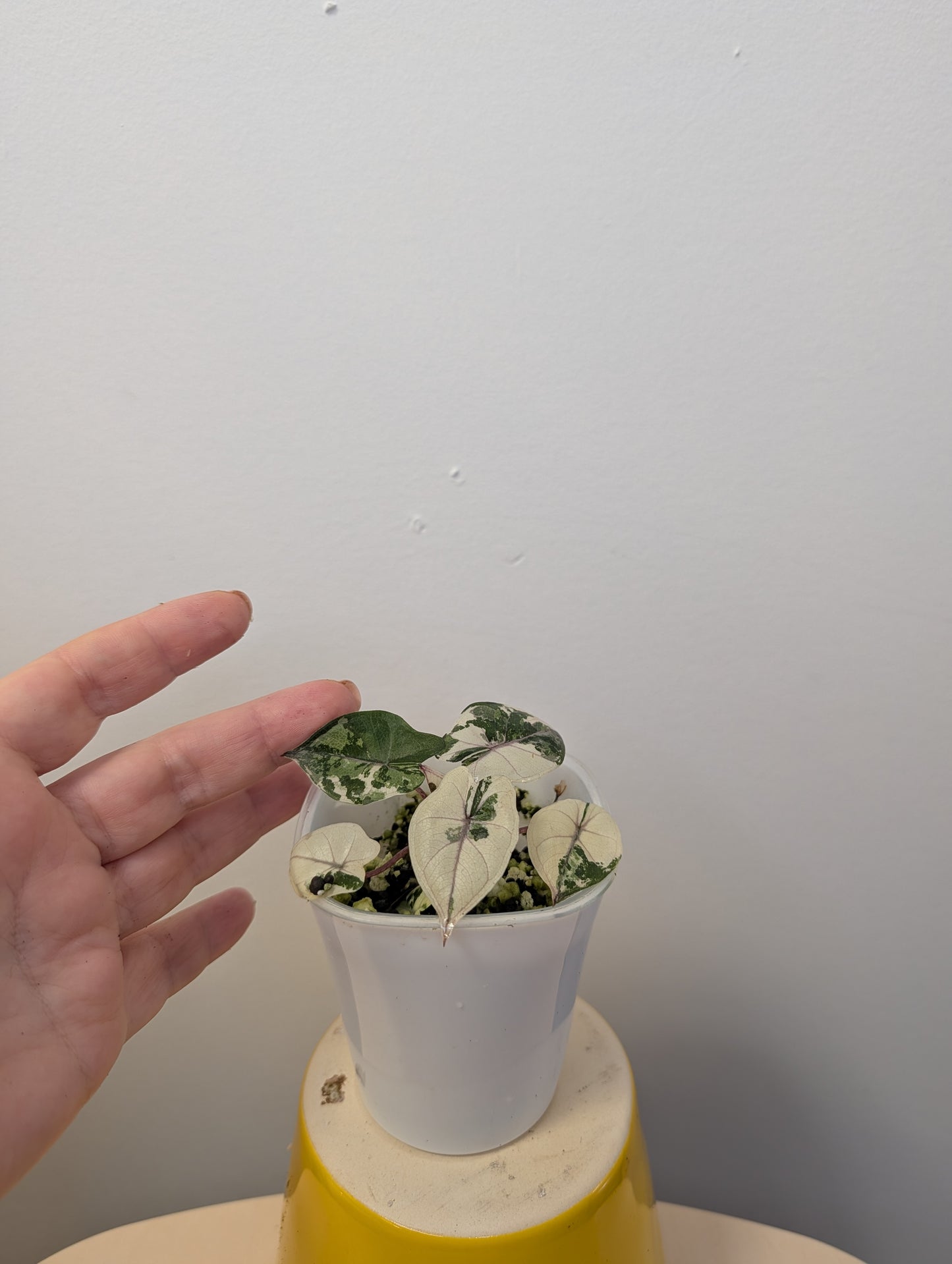 Alocasia Yucatán princess variegated / NOT A SERENDIPITY