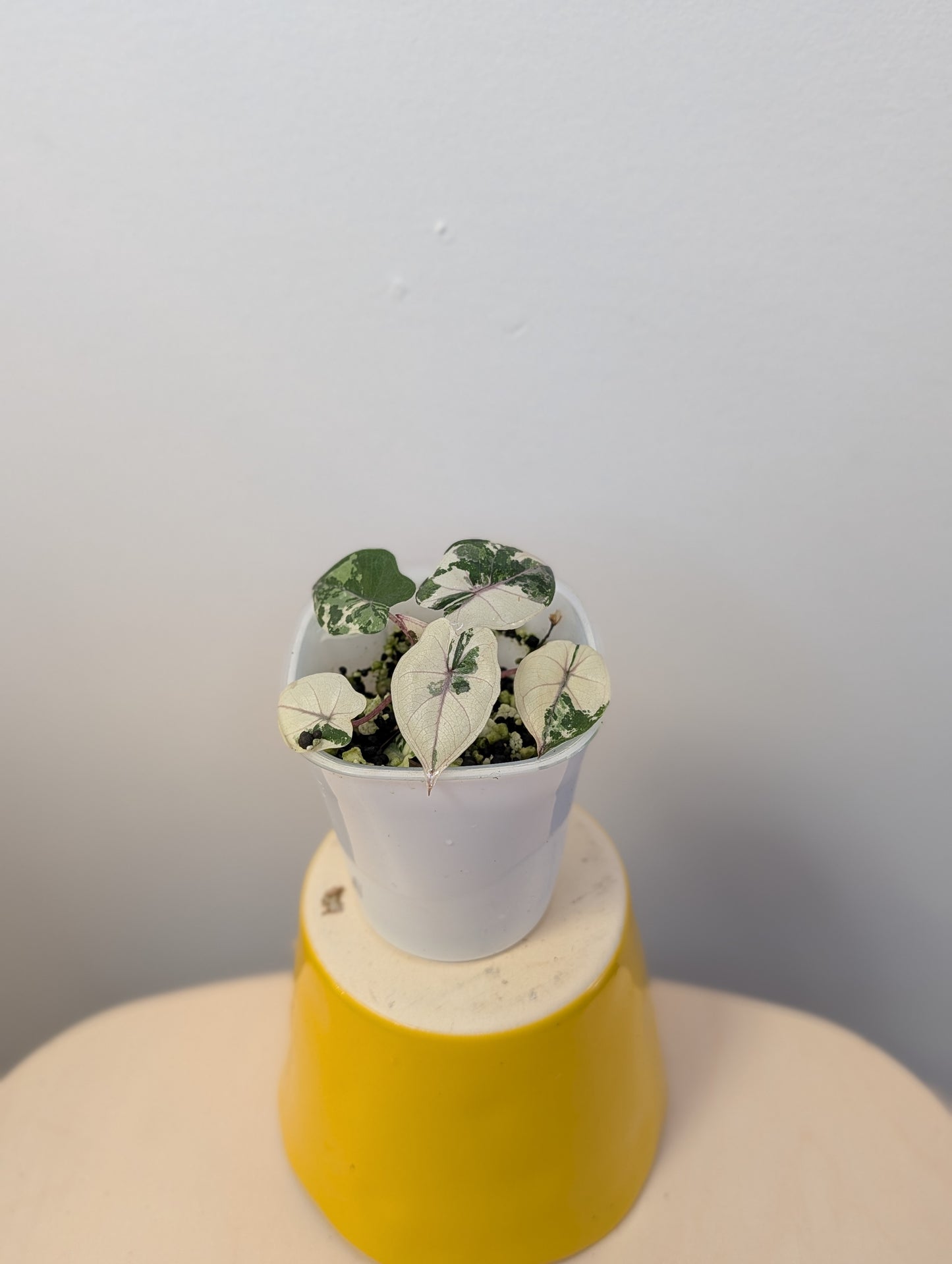 Alocasia Yucatán princess variegated / NOT A SERENDIPITY