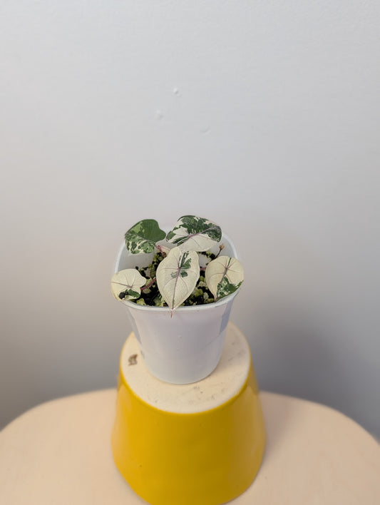 Alocasia Yucatán princess variegated / NOT A SERENDIPITY