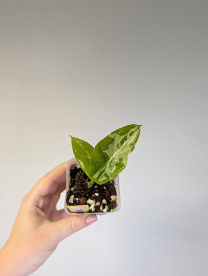 Alocasia acuminata variegated/  / uncommon alocasia 🦄