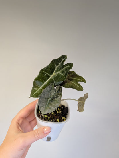 Alocasia amazonica pink mint variegated