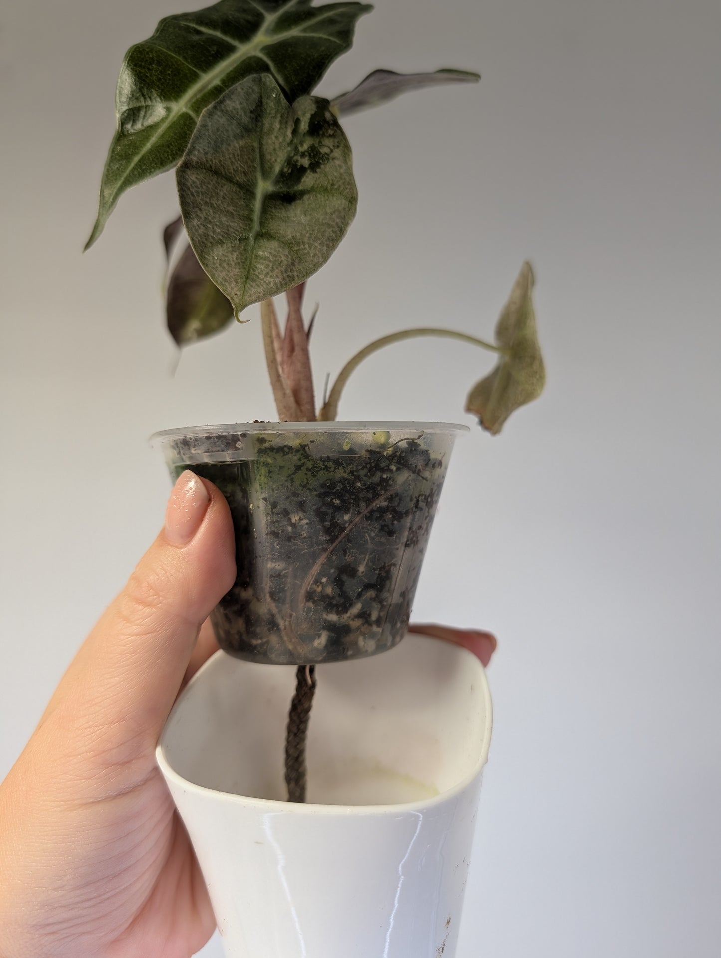 Alocasia amazonica pink mint variegated