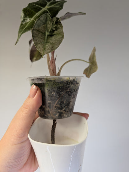 Alocasia amazonica pink mint variegated