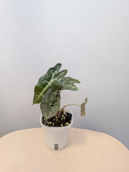 Alocasia amazonica pink mint variegated