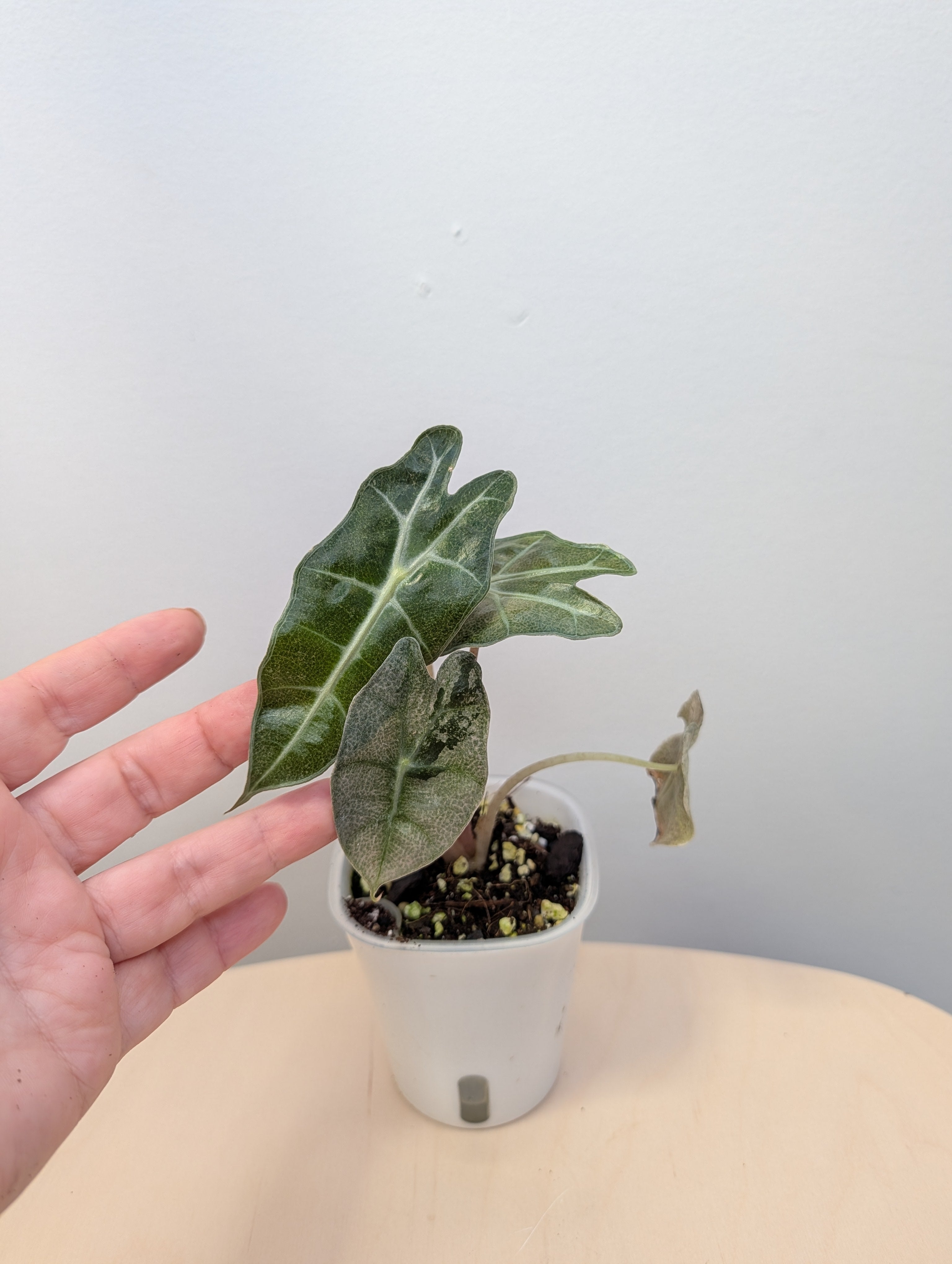 billlie ムンスア ペンコン ポラロイド Alocasia amazonica pink mint variegated – Sunflower Plant Shop