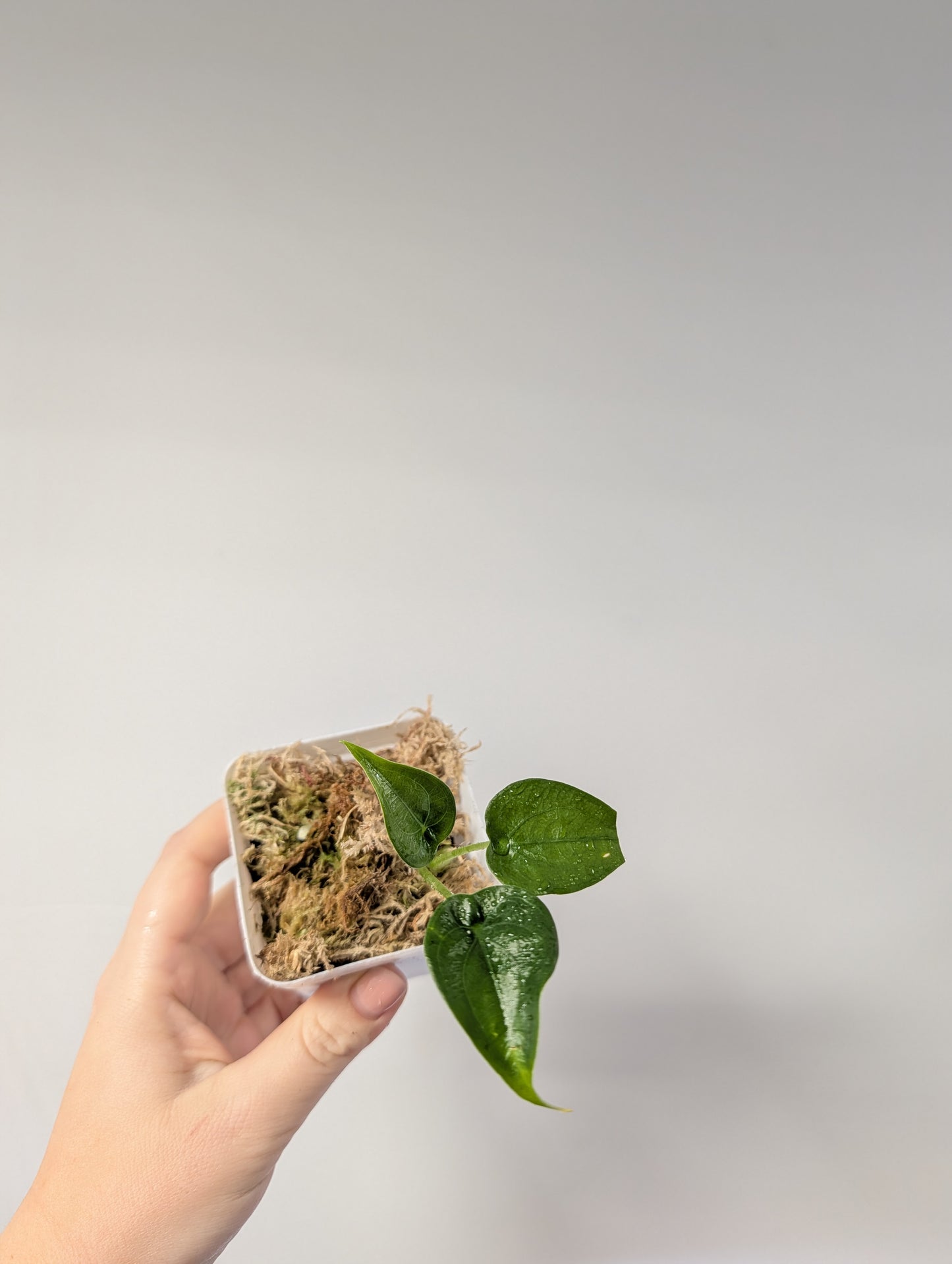 Alocasia cuculata yellow / gift with a purchase