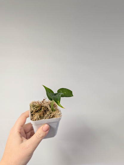 Alocasia cuculata yellow / gift with a purchase