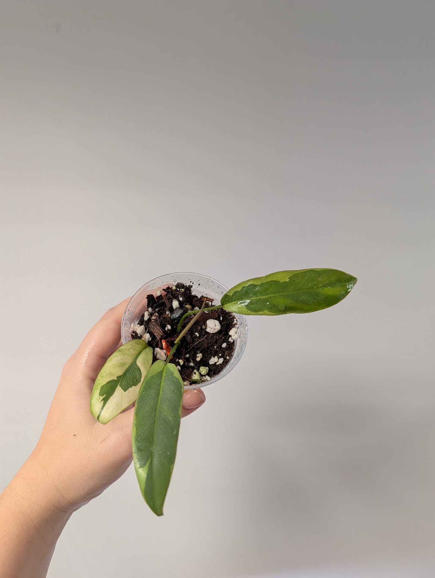 Philodendron atabopense variegated