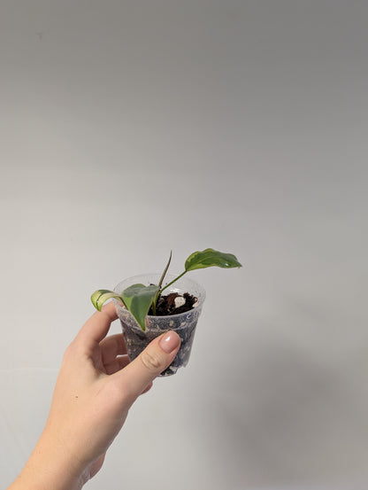 Philodendron atabopense variegated