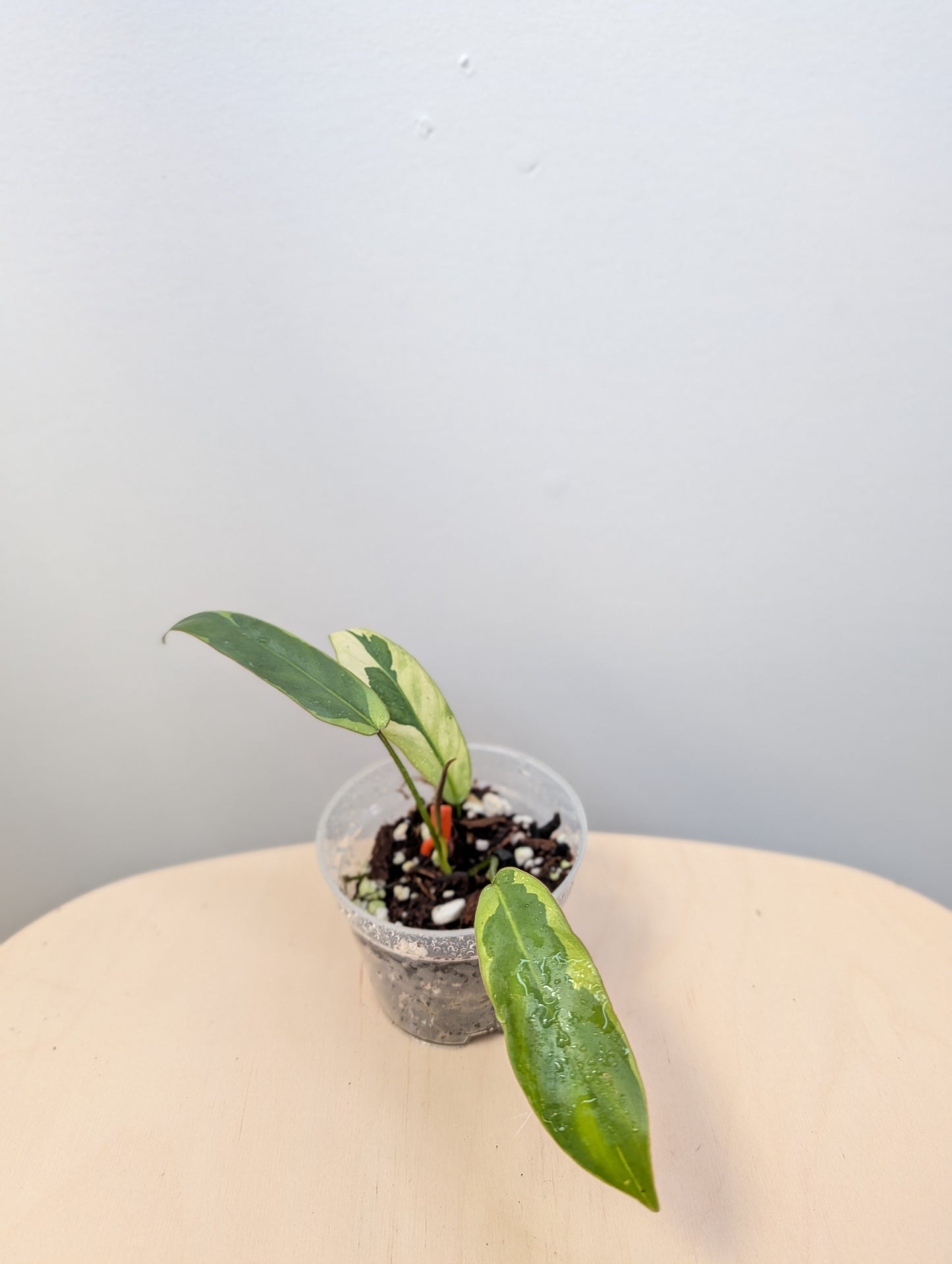 Philodendron atabopense variegated