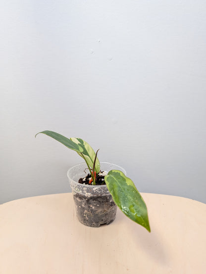 Philodendron atabopense variegated