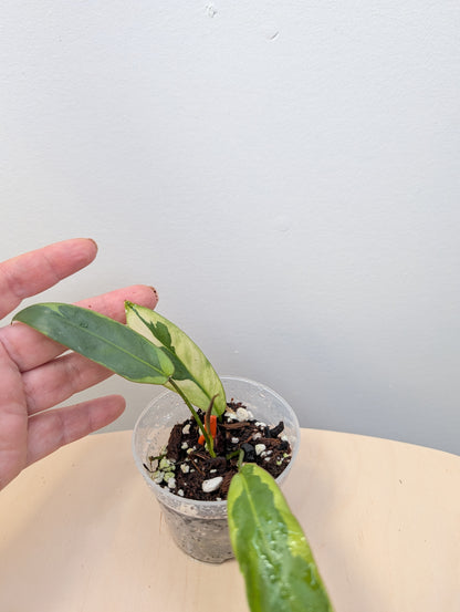 Philodendron atabopense variegated