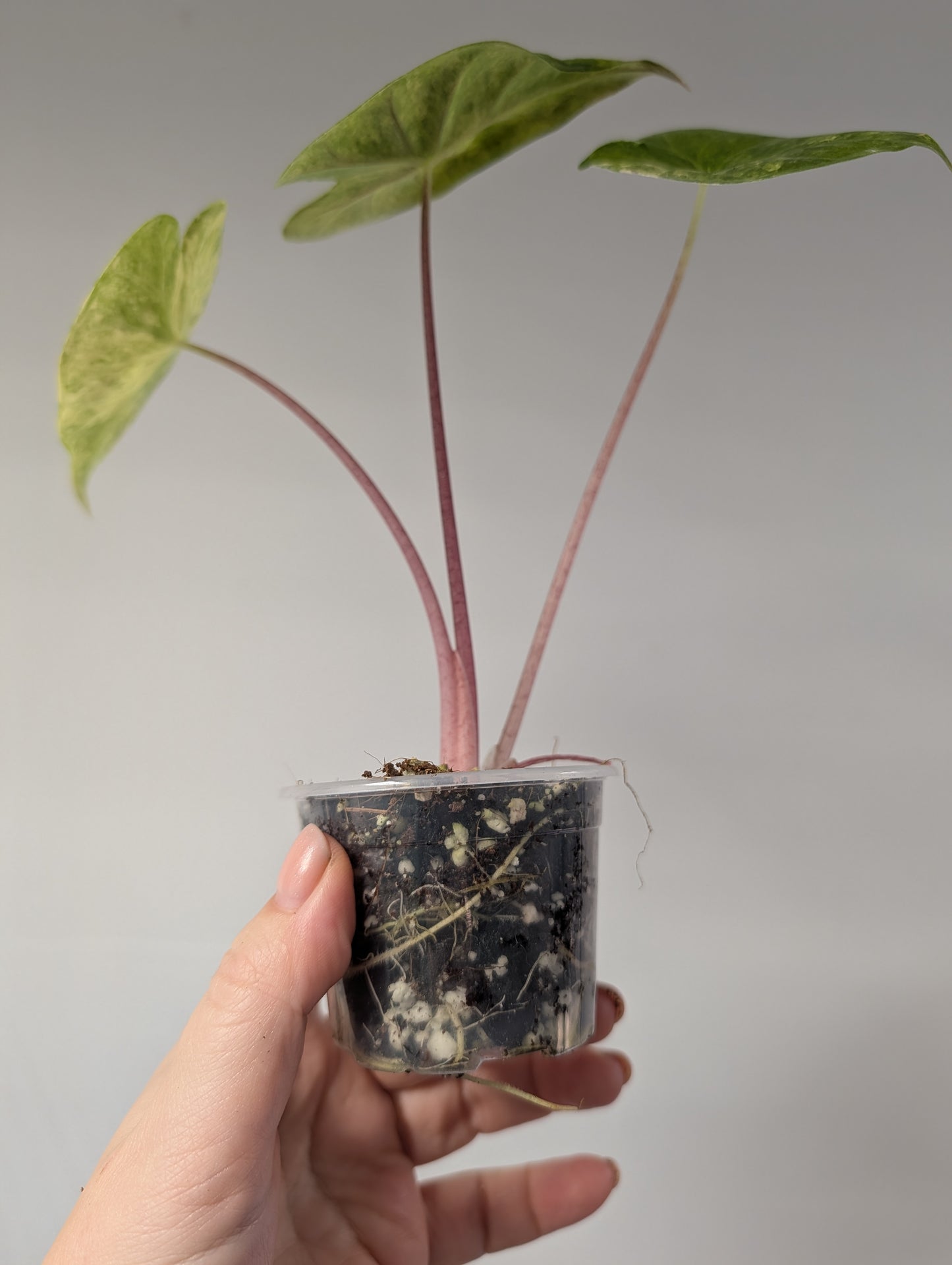 Alocasia calidora hybrid variegated, rare TOP COLOR  🦄