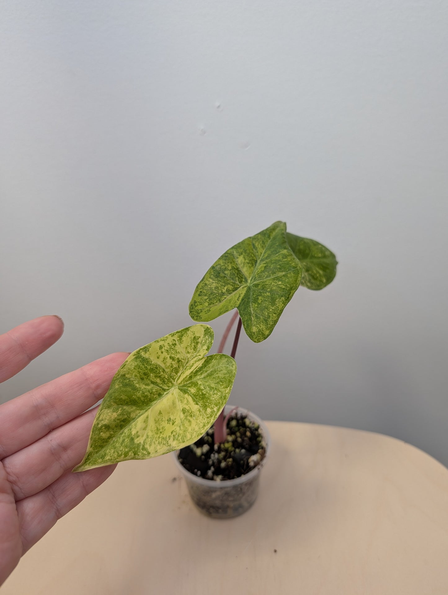 Alocasia calidora hybrid variegated, rare TOP COLOR  🦄