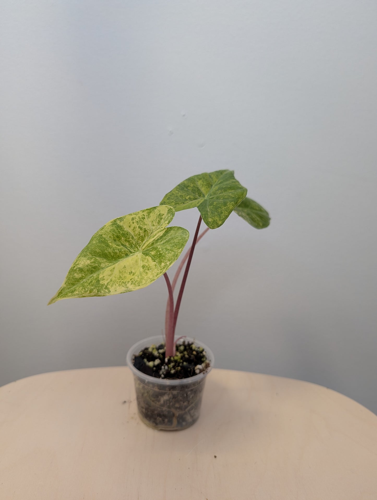 Alocasia calidora hybrid variegated, rare TOP COLOR  🦄