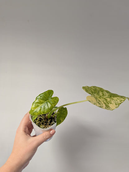 Alocasia odora yellow variegated with three babies