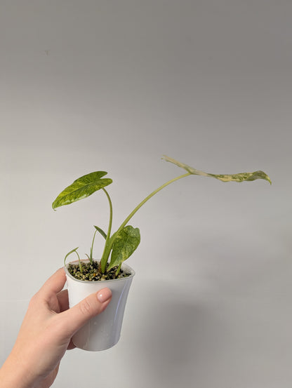 Alocasia odora yellow variegated with three babies