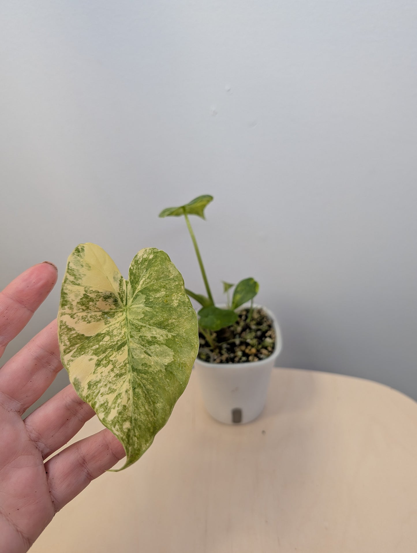 Alocasia odora yellow variegated with three babies