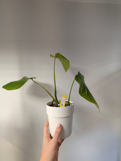 Monstera, cutting from monstera albo variegated