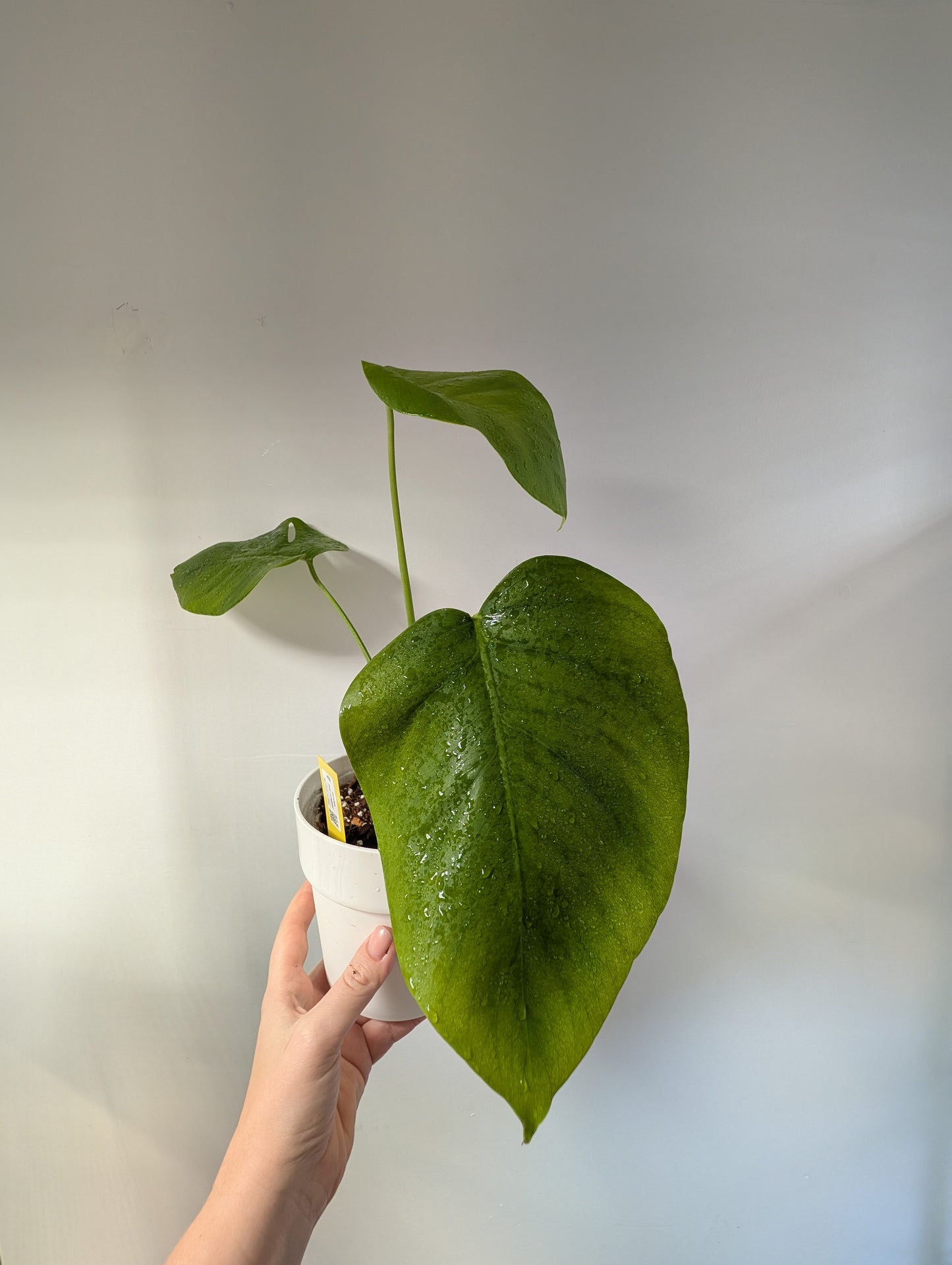 Monstera, cutting from monstera albo variegated
