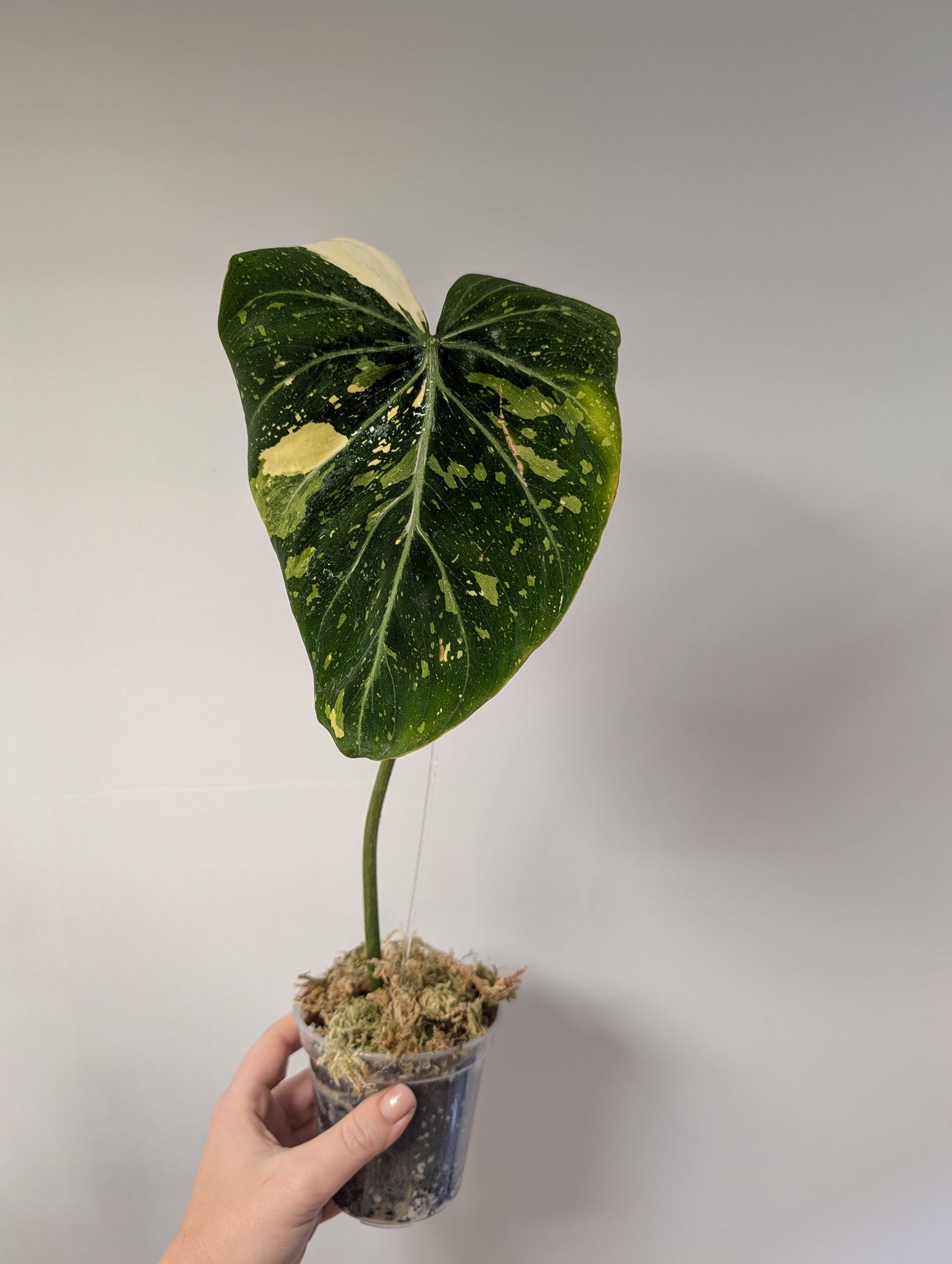 Philodendron gloriosum variegated cutting with roots and new growth
