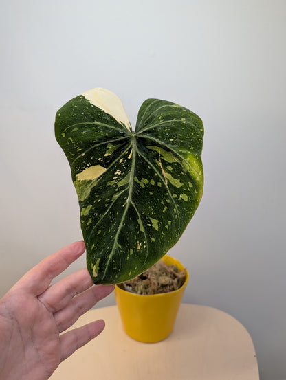Philodendron gloriosum variegated cutting with roots and new growth