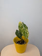 Philodendron Gloriosum Yellow Variegated