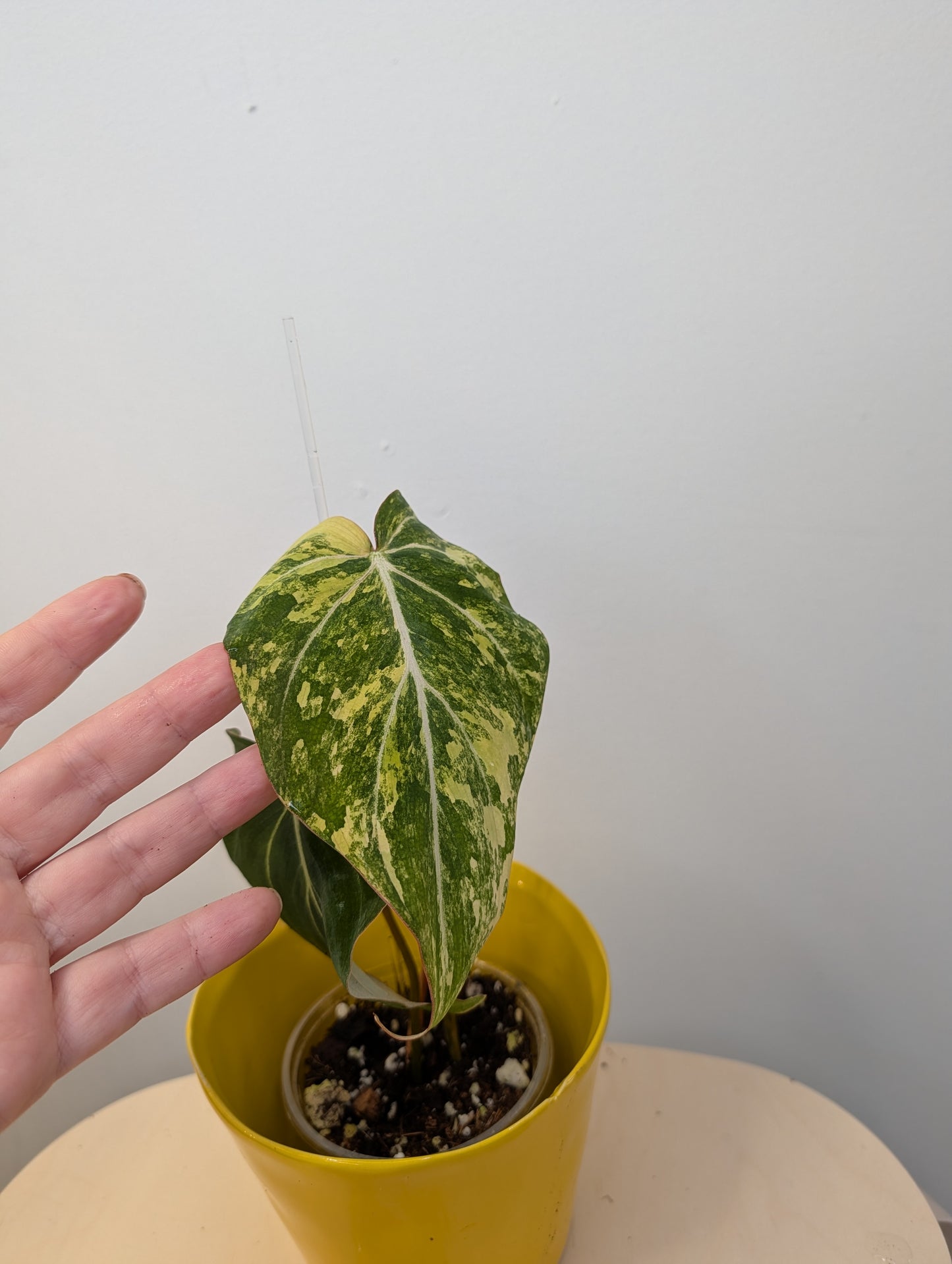 Philodendron Gloriosum Yellow Variegated