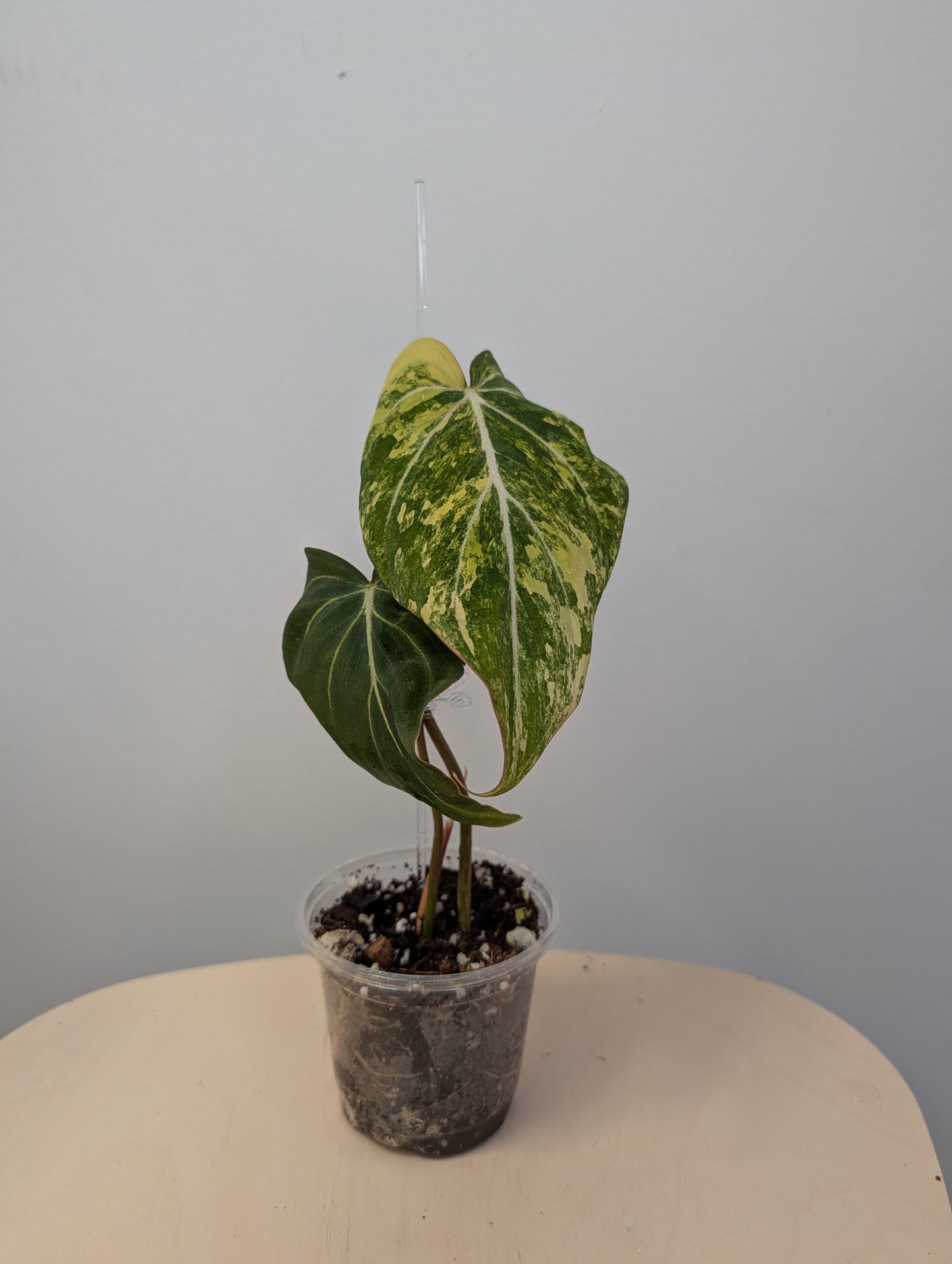 Philodendron Gloriosum Yellow Variegated