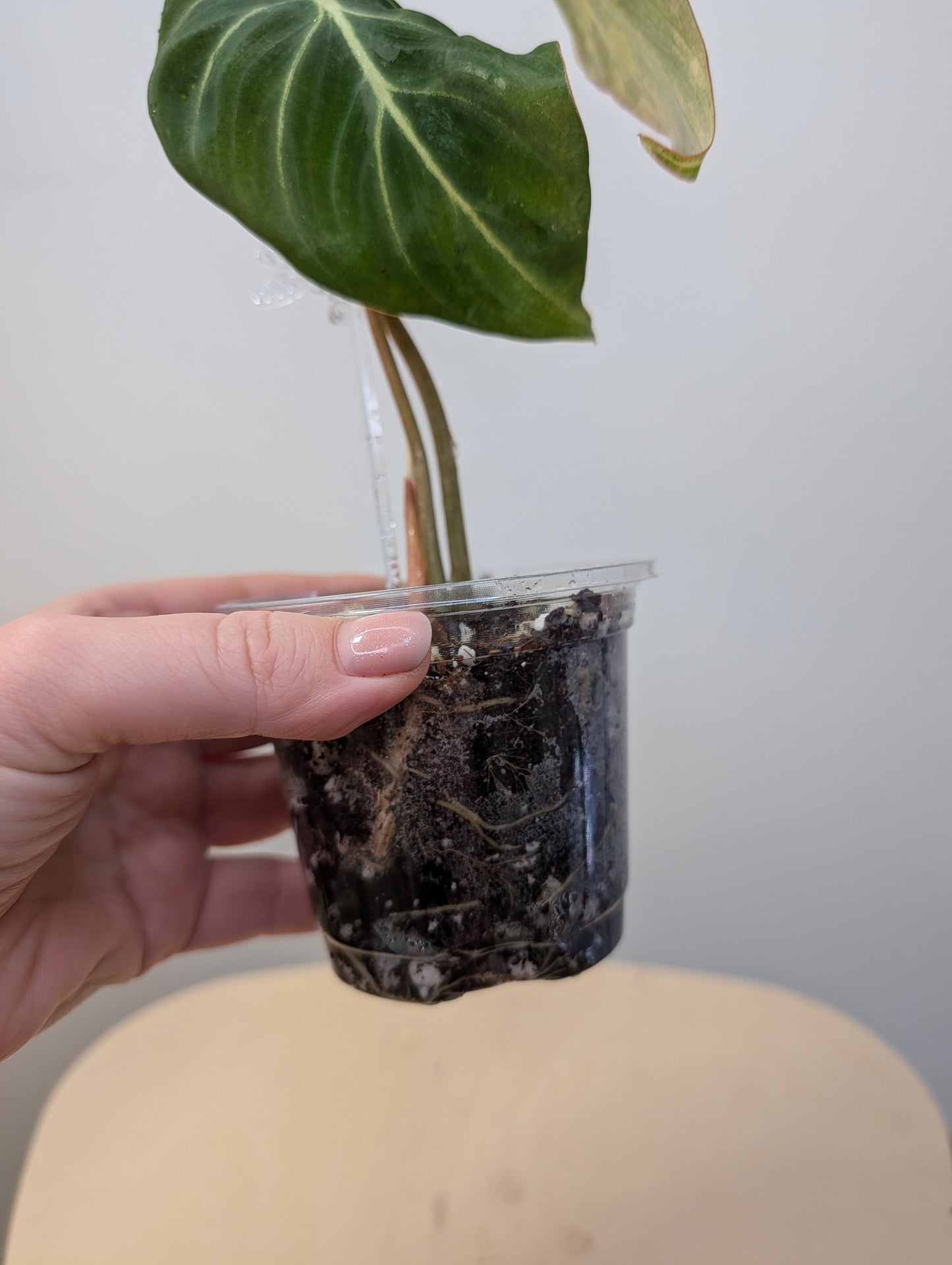 Philodendron Gloriosum Yellow Variegated