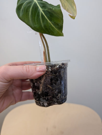 Philodendron Gloriosum Yellow Variegated