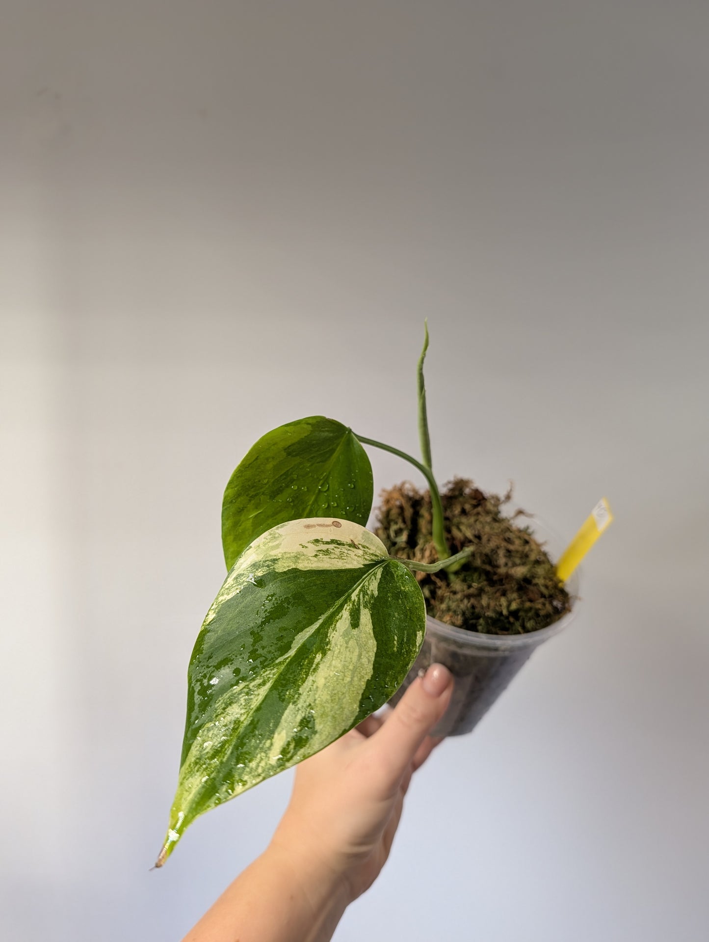 Monstera yellow variegated