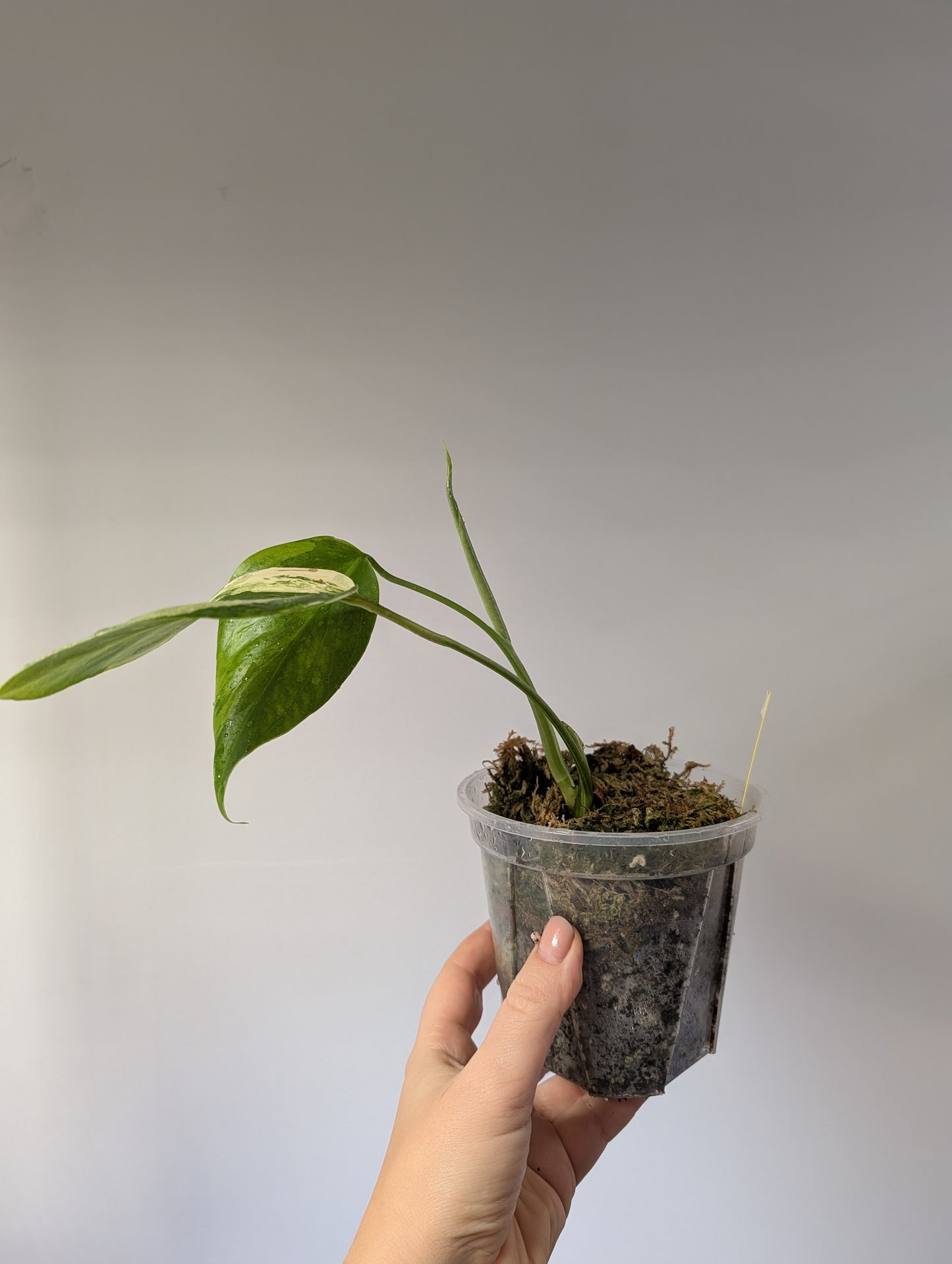 Monstera yellow variegated