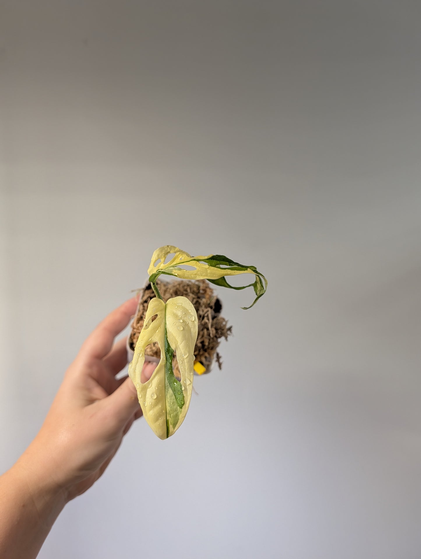 Monstera adansonii albo