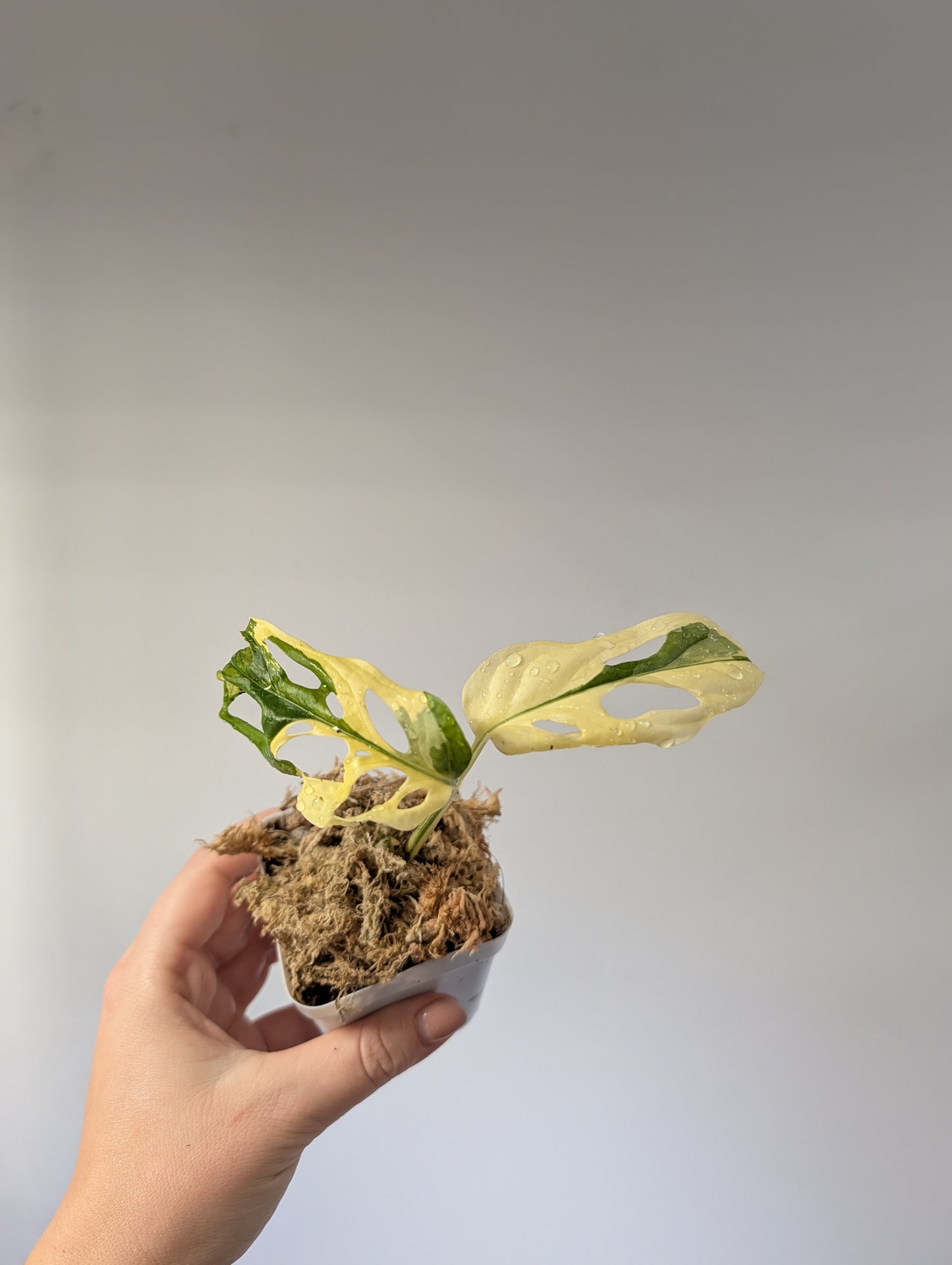 Monstera adansonii bundle