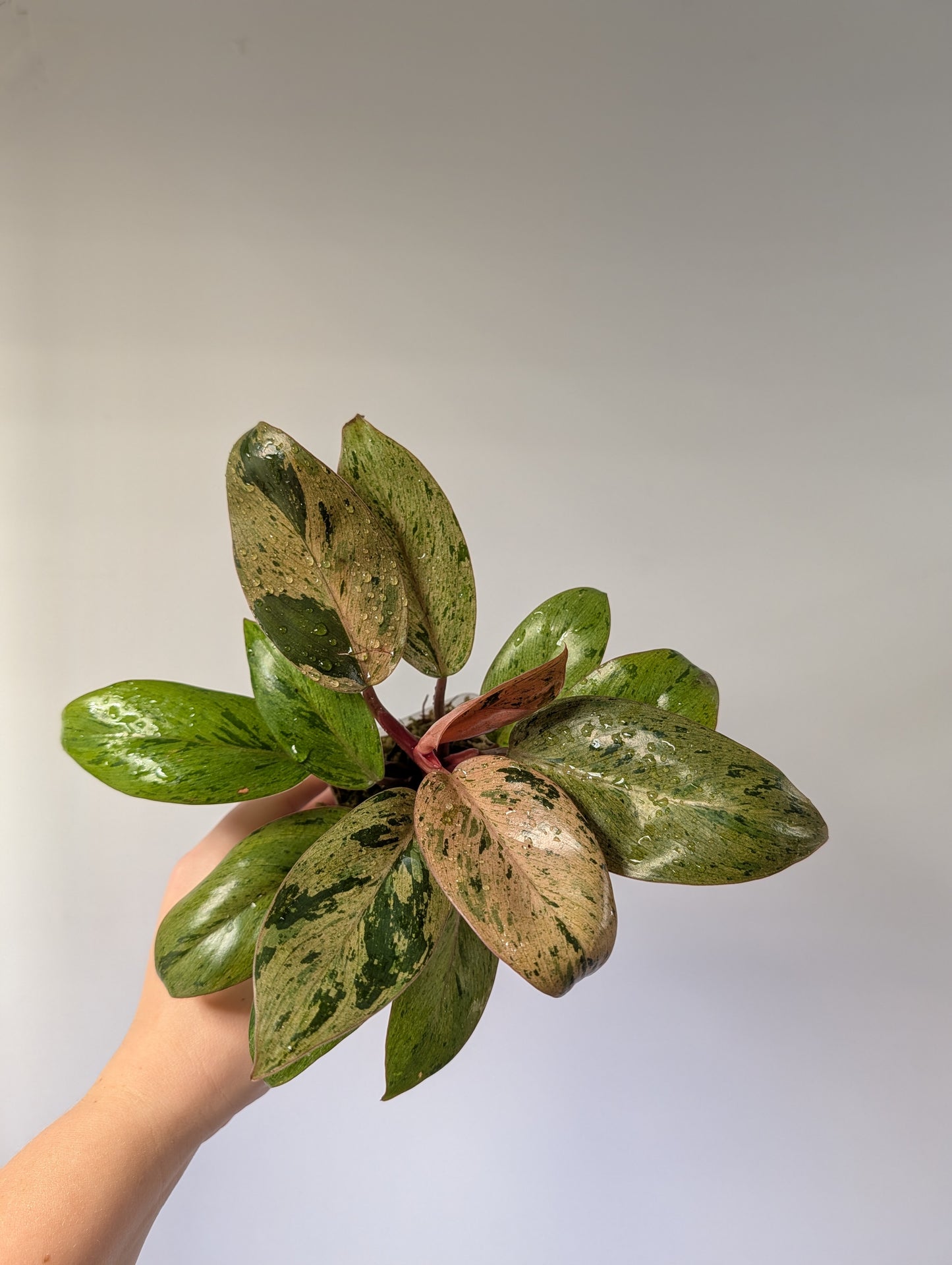 Philodendron green Congo mint variegated dwarf
